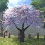 Eastern Cherry Tree