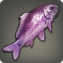 Violet Prismfish