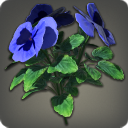Blue Violas