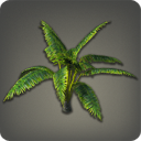 Aloalo Island Palm
