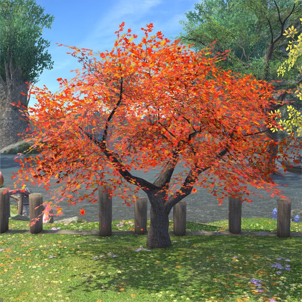 Autumnal Maple Tree