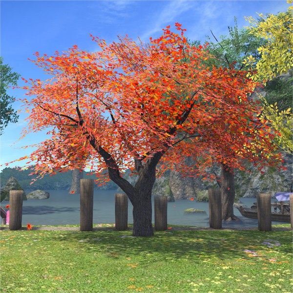 Autumnal Maple Tree