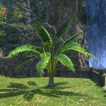 Aloalo Island Palm